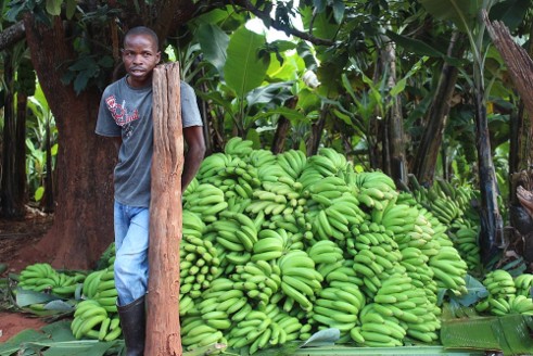 Banana Farmers